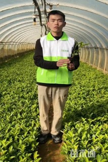 高度30厘米荚迷