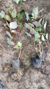 高度45厘米红瑞木