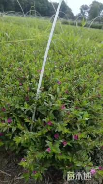 高度20厘米满天星