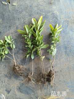 高度15厘米海桐