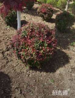 高度80厘米红叶小檗