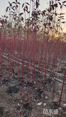 高度50厘米红瑞木