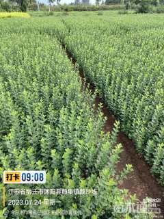 高度30厘米卫矛