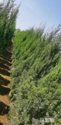 高度100厘米塔柏