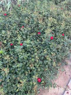 高度20厘米月季小苗