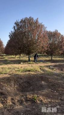 22公分绚丽海棠