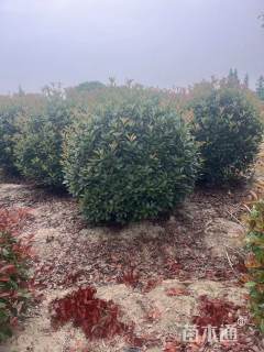 14公分红叶石楠