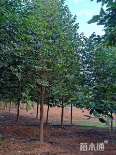 10公分乐昌含笑