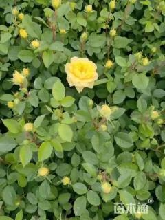 高度30厘米丰花月季