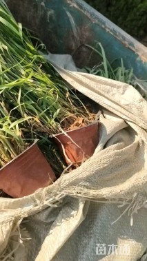 高度30厘米大布尼狼尾草