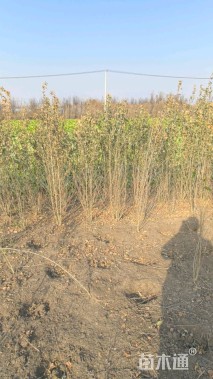 高度180厘米木槿