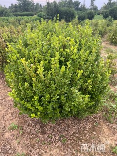 冠幅50厘米瓜子黄杨球