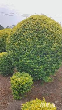高度150厘米金冠女贞
