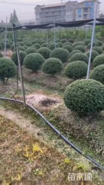 冠幅110厘米龟甲冬青球