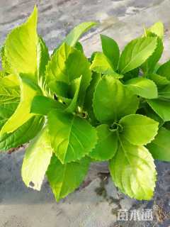 高度35厘米无尽夏绣球