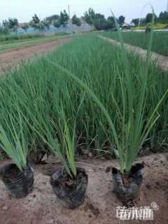 高度30厘米马莲