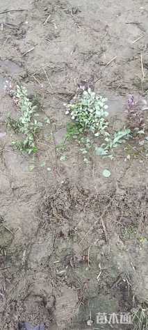 高度40厘米红叶小檗小苗