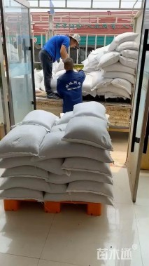 金盏菊种子金盏菊种子