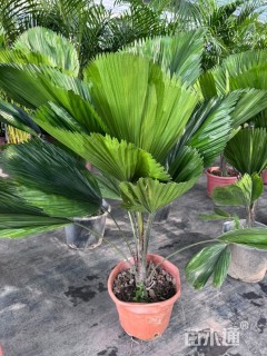 裸干高100厘米轴榈