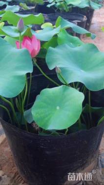 高度50厘米荷花