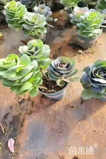 高度25厘米羽衣甘蓝