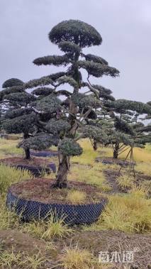 容器苗造型罗汉松