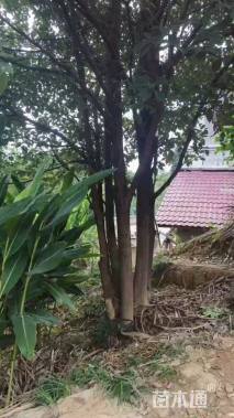 10公分(3杆)丛生香樟