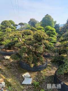 高度160厘米蚊母