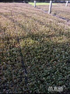 高度5厘米彩叶草