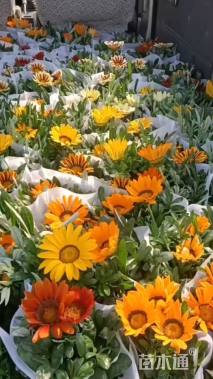 高度20厘米勋章菊