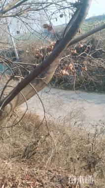 高度200厘米核桃