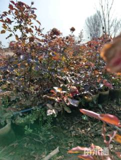 高度40厘米月季