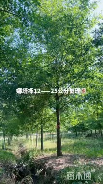 17公分沼生栎