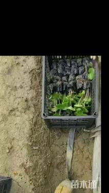 高度15厘米大吴风草