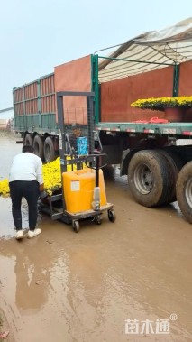 高度120厘米菊花