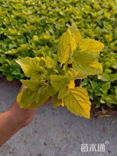 高度30厘米彩叶草