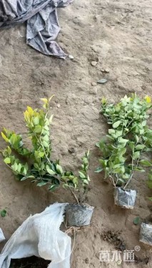 高度45厘米金森女贞