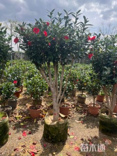 高度120厘米四季茶花