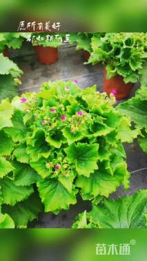 高度15厘米瓜叶菊