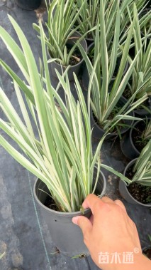 高度30厘米花叶玉蝉花