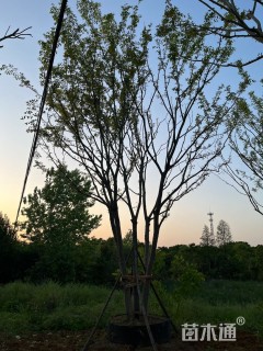 55公分丛生朴树