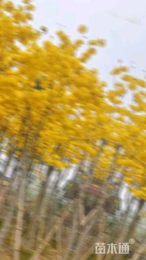 10公分黄花风铃木