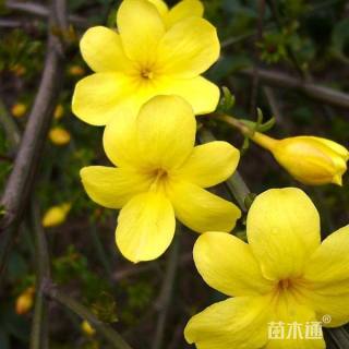 高度50厘米迎春花