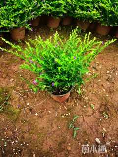 高度35厘米连翘