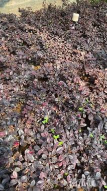 高度10厘米红花继木