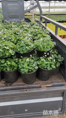 高度20厘米肾叶堇