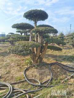 30公分对节白蜡