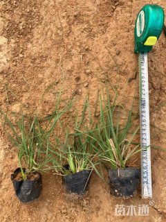 高度30厘米小兔子狼尾草