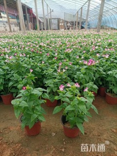 高度10厘米夏堇