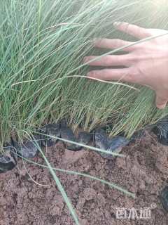 高度26厘米粉黛乱子草